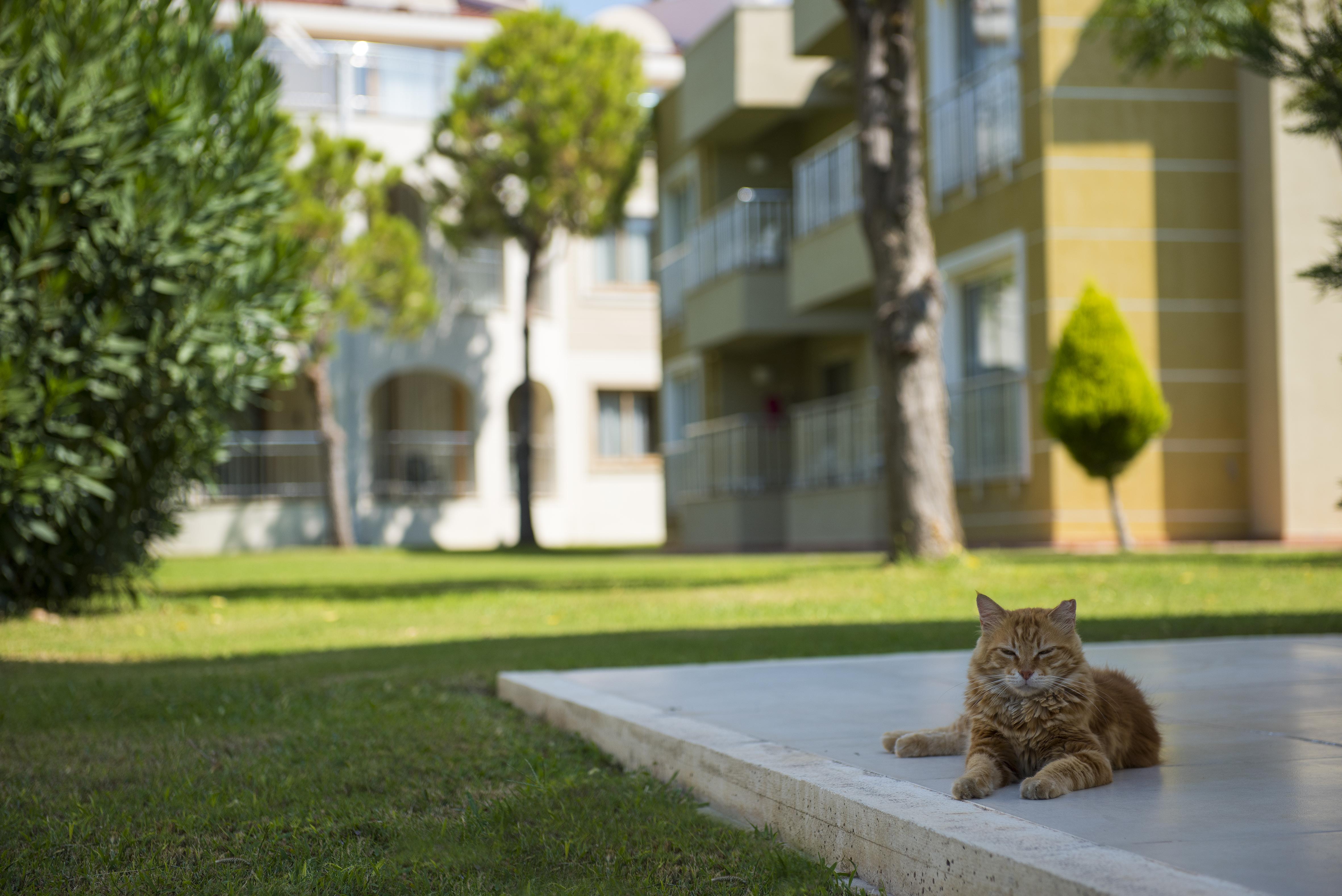 Sentido Kamelya Fulya Hotel & Aqua Colakli Εξωτερικό φωτογραφία A cat in the campus
